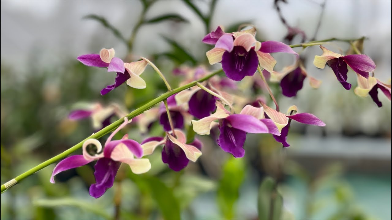 Anggrek jadul n koleksian murah meriah