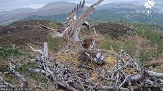 Aida calls for fish but Garry LV0 just ignores her on Loch Arkaig Osprey Nest One 5 May 2024