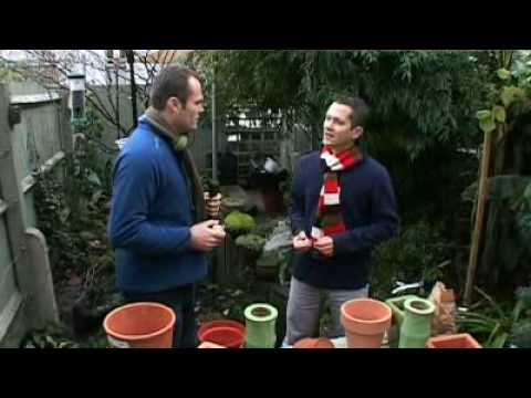Learn how to plant spring bulbs with Martyn Cox