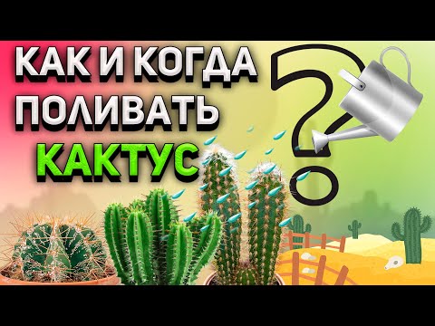 Видео: Колко често да поливате кактусови?