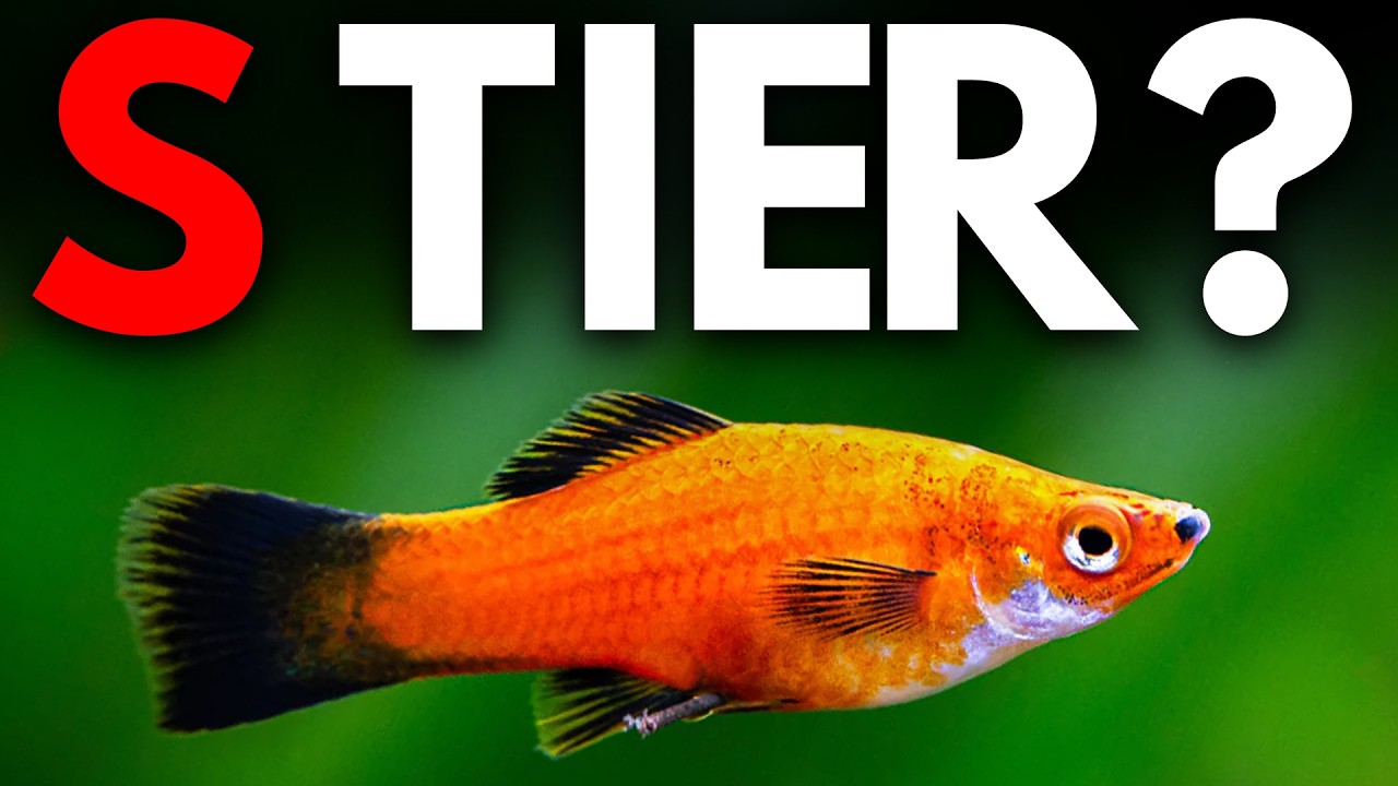 Here's The BEST Fish For Hard Water Fish (Tierlist)