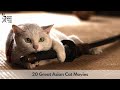 20 Great Asian Cat Movies