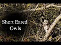 WILDLIFE PHOTOGRAPHY | Short Eared Owls | Olympus 2020