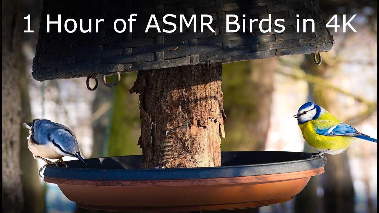 Cat TV - 1 Hour of Birds in 4K, No Loop, Pure Nature ASMR •