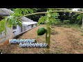 沖縄のパパイヤ栽培記録！苗を植えてから6ヵ月目の木や葉の成長を紹介。実もこんなに大きくなってきました。来月には収穫出来そうです(^^♪