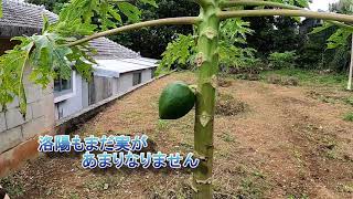 沖縄のパパイヤ栽培記録！苗を植えてから6ヵ月目の木や葉の成長を紹介。実もこんなに大きくなってきました。来月には収穫出来そうです(^^♪