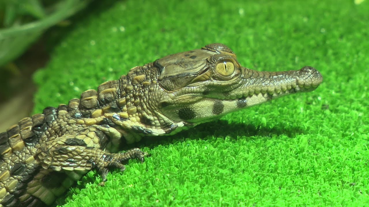 Val De Reuil La Naissance De 7 Crocodiles D Afrique Faux Gavial Youtube
