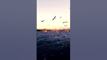 القرآن الكريم 101 #ماهر_المعيقلي #quran #اكسبلور #المصحف #راحة_نفسية #قرآن #sunset #duet #surah