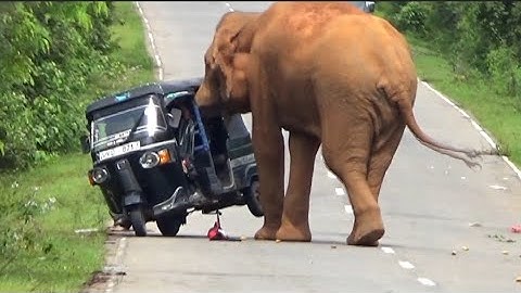 A fierce elephant attack on a Tuk Tuk  traveling on the forest road.