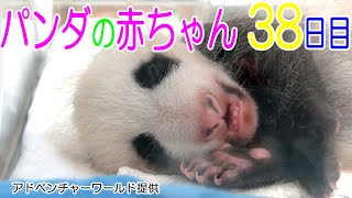 アドベンチャーワールド　パンダの赤ちゃん３８日目