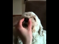 Scampers Squishy