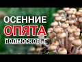 ОПЯТА В ПОДМОСКОВЬЕ - Осенний грибной сезон в разгаре. Грибники в шоке!