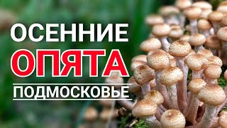 ОПЯТА В ПОДМОСКОВЬЕ - Осенний грибной сезон в разгаре. Грибники в шоке!