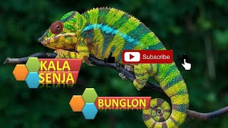 PROSES PERUBAHAN WARNA BUNGLON