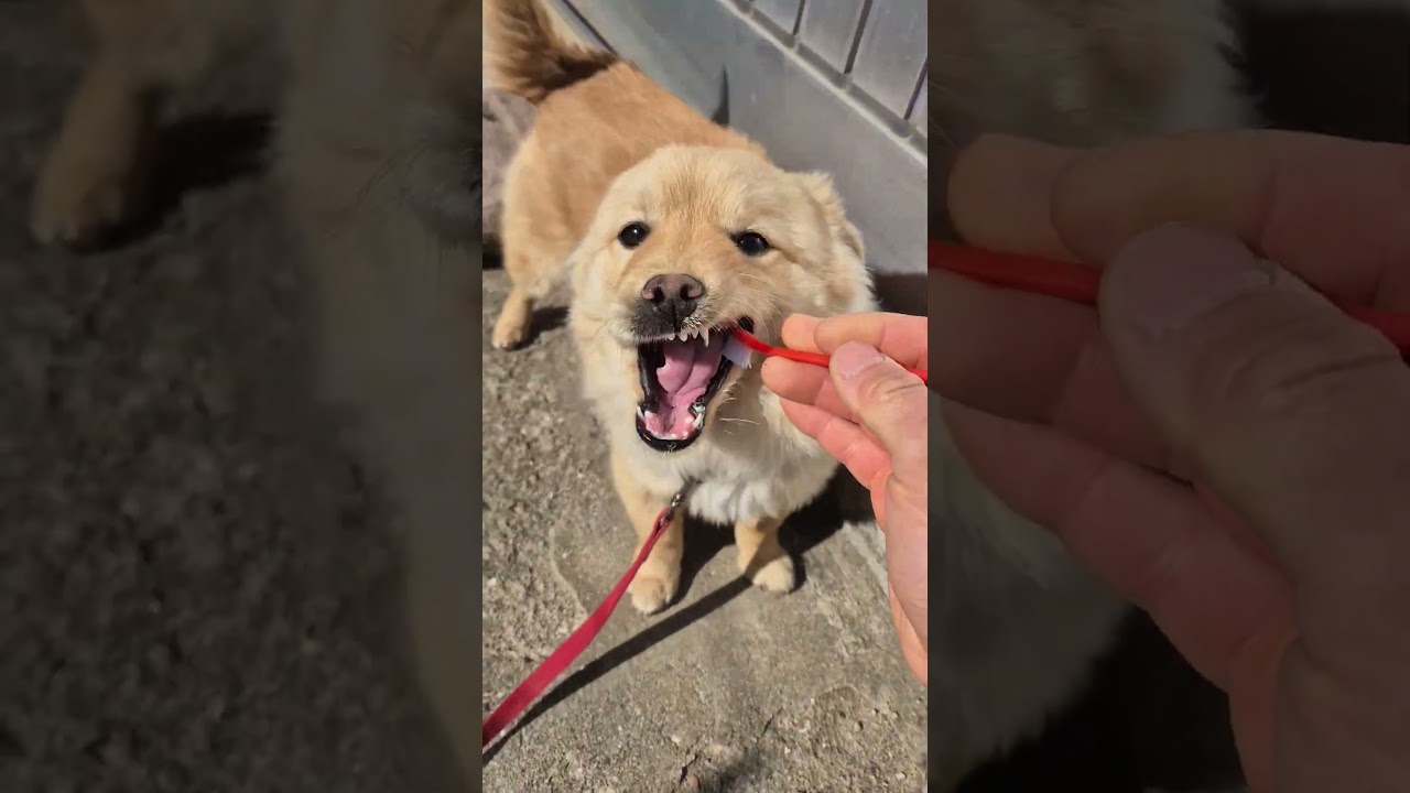 #korea#wando#dog#toothbrushing#pet