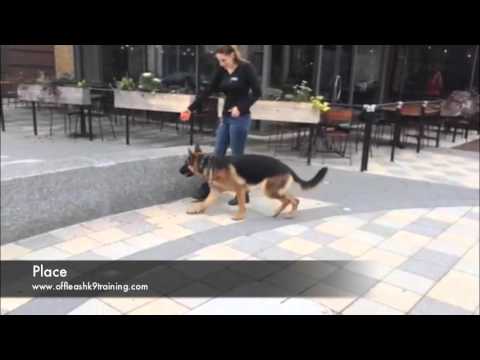 9-month-old-german-shepherd,-"hannah:"-training-and-boarding-in-northern-virginia