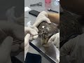 Amazing Repair of a Tortoise Shell!