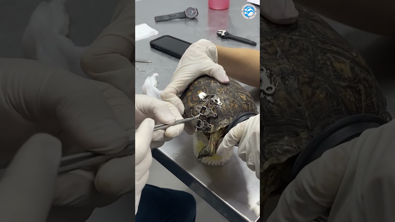 Amazing Repair of a Tortoise Shell! auf YouTube ansehen Amazing Repair of a Tortoise Shell! auf YouTube ansehen