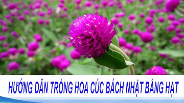 Kỹ thuật trồng hoa cúc Bách Nhật cho vườn nhà luôn rực rỡ | Hướng dẫn trồng hoa Cúc Bách Nhật rực rỡ