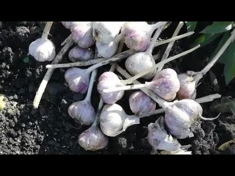 Осенняя посадка чеснока.