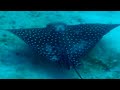 Spotted Eagle Rays | Galapagos | BBC Earth