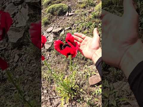 قله دونا هنوز ندیدی اون بالاچه خبره یه سر به ما بزن ارتفاع و حال خوبش با ماست قله دونا ماجراجویی