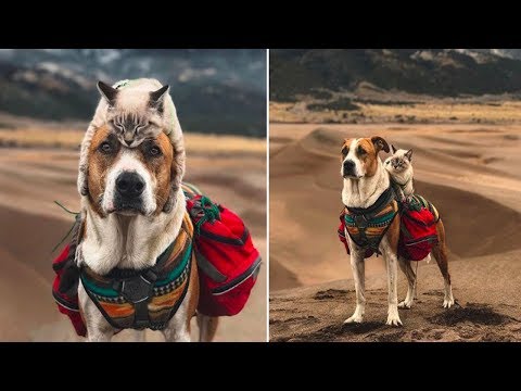 Image of a cat and dog together