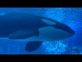 2025/09/23 リンの自由時間【昼下がり編】@名古屋港水族館