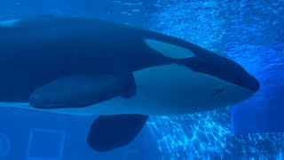 2025/09/23 リンの自由時間【昼下がり編】@名古屋港水族館