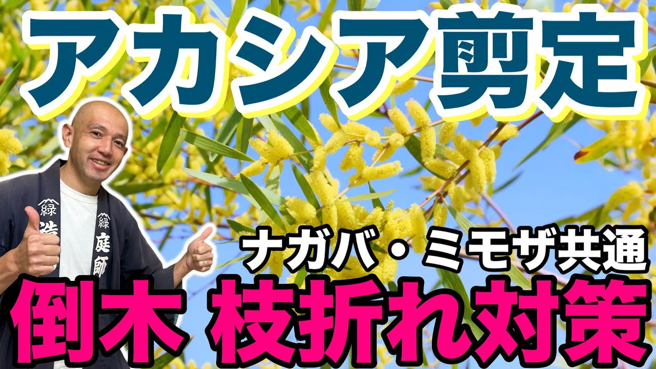 飛ばしの秘密・政木打法 How to protect fragile trees] Pruning tips to grow strong acacia
