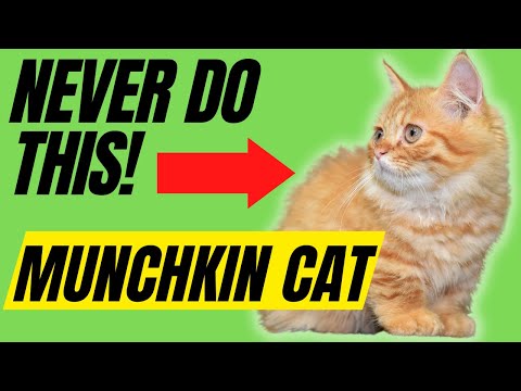 Video: Prečo nemôžem postaviť Hype cez trpasličí mačky