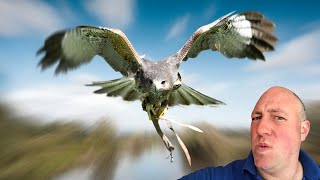 Don't make these falconry mistakes   Falconry Advice