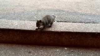 Our resident squirrel Stumpy. She's getting nice and fat for the winter.
