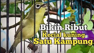 MANA ADA KECIAL KUNING DIAM MENDENGAR SUARA KECIAL KUNING GACOR NGEJOS SATU INI