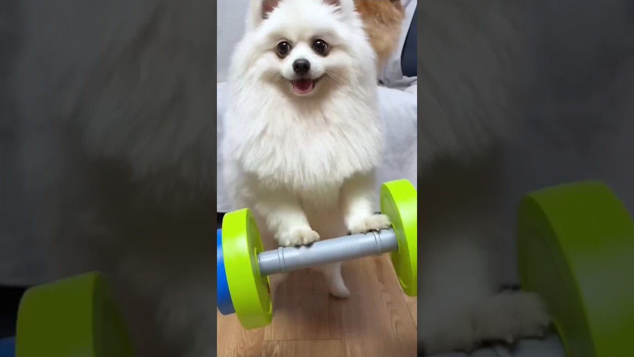 nico হলো super man #funnydogs #golpowithargha #nico #pomranian