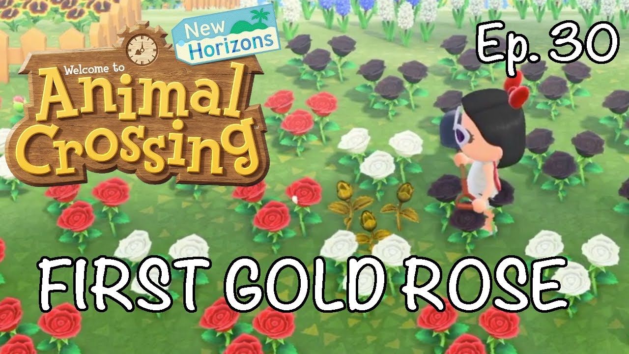 Animal Crossing: New Horizons - FIRST GOLD ROSE (Ep. 30) - YouTube