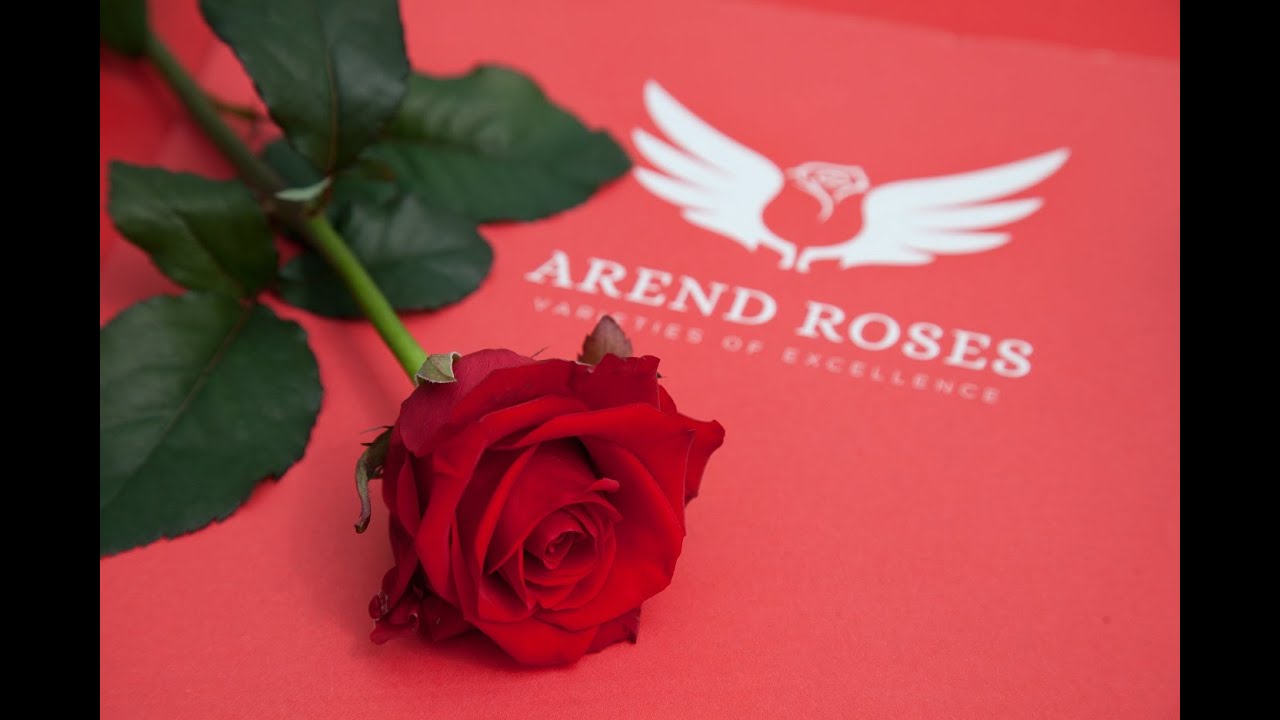 Arend Roses - Coming Soon - The Magic of Red Eagle