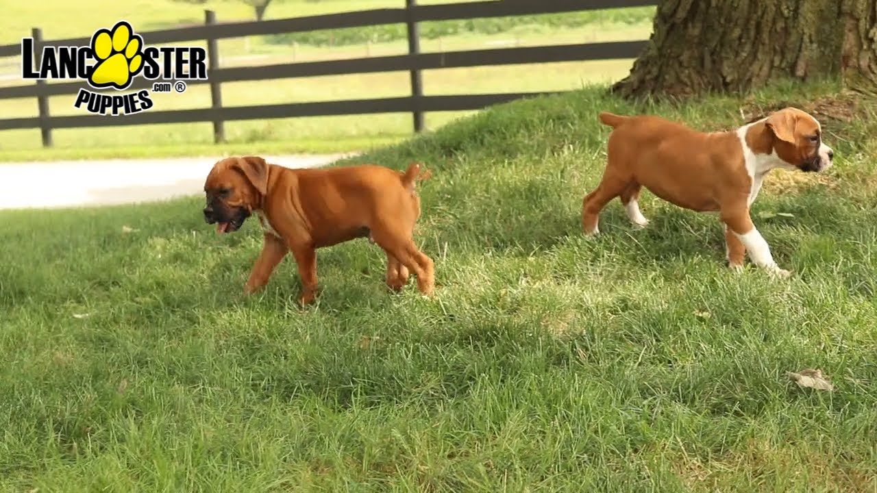 Boxer Puppies YouTube
