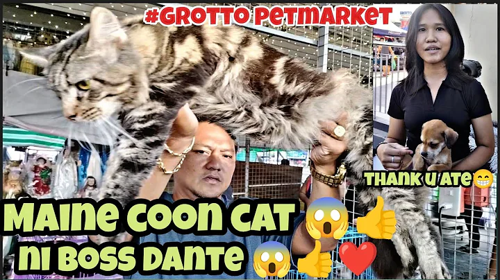 Video 4901801: maine coon cat tiger