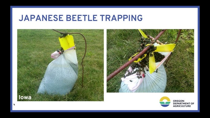 homemade japanese beetle traps