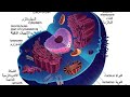 افضل شرح عن الخلية و مكوناتها بطريقة ممتعة خلايا جسم الإنسان 