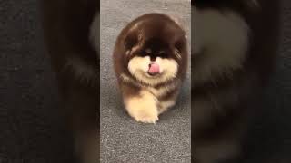 Cute Puppy Alaskan Malamute