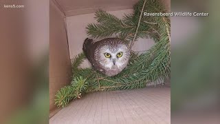 Baby owl rescued from Rockefeller Tree