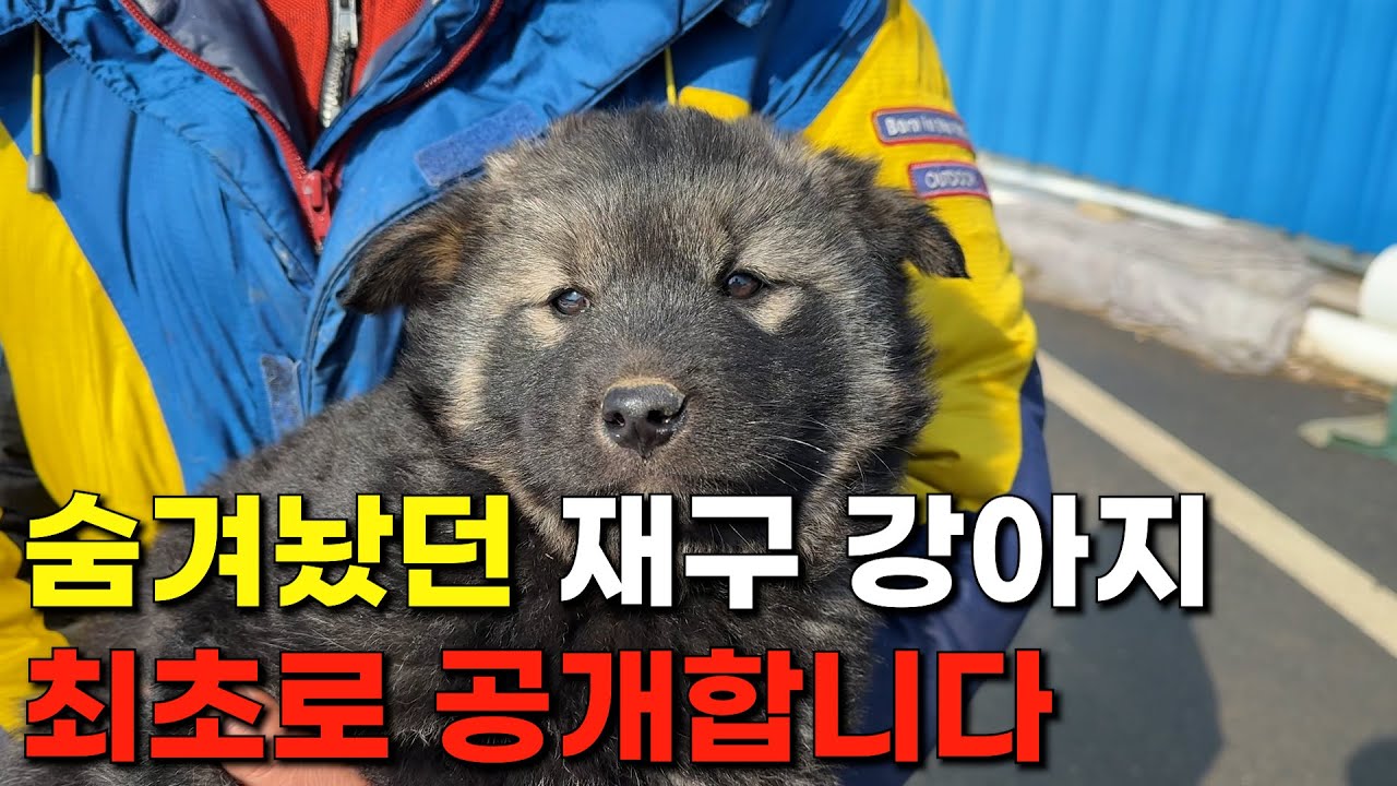 제가 키우기 위해 숨겨뒀었던 진돗개 재구 강아지를 최초로 공개합니다 - YouTube