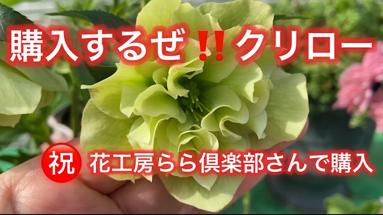 【初めてのクリスマスローズ】花工房らら倶楽部でお買い物　