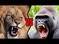 Lion vs Gorila कौन जीतेगा इन दानवों में से ?