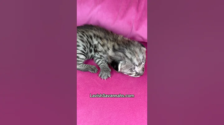 Watch the video about Savannah kittens are the cutest!🐆❤️#kitten #kittens #cat #cats #pets #lavishsavannahs #cute