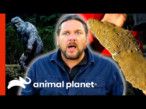 Video: Varför Bigfoots Existens Inte Kan Uteslutas - Alternativ Vy