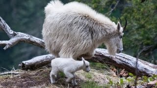 Day old baby mountain goat  Mt Baker National Forest  6/2/2013