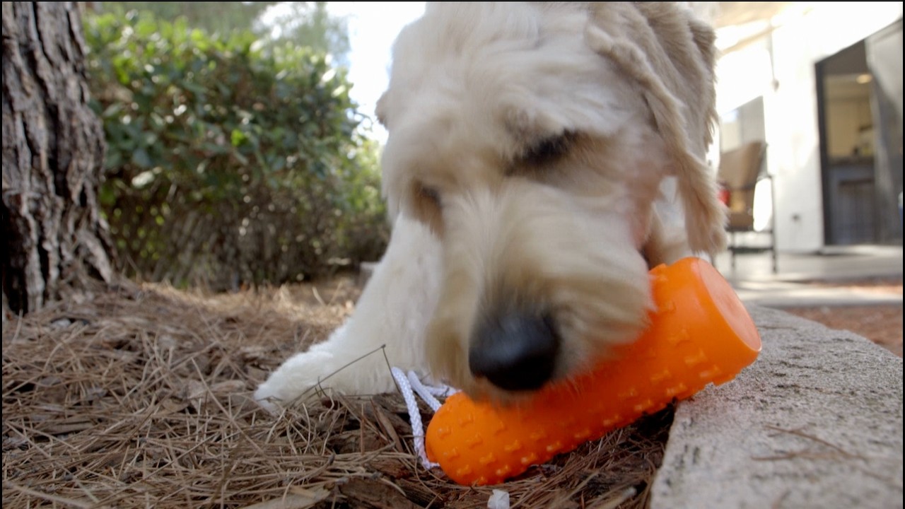 Preparedness Starts with You—and Your Pets